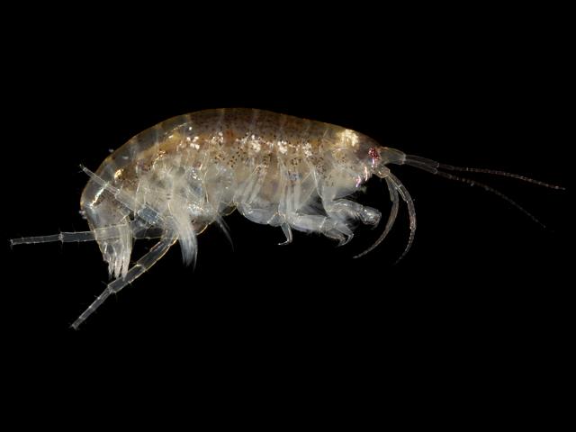 Leptocheirus pilosus corophiidae corophiid amphipod amphipod images