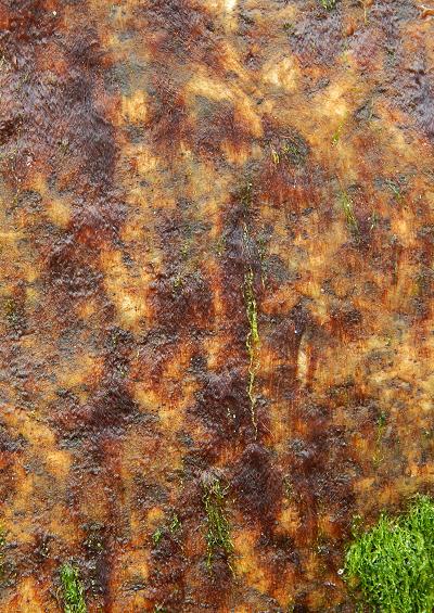 Red Seaweed and Red Algae Images UK Rhodophyta