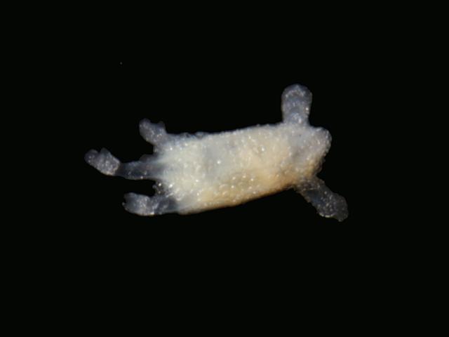 Holothurians found in plankton samples Sea Cucumber Gherkin images