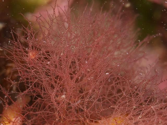Asparagopsis armata Falkenbergia rufolanosa phase Harpoon Weed Red Seaweed Images