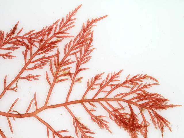 Lomentaria clavellosa Club bead Feathery tube weed Red Seaweed Images