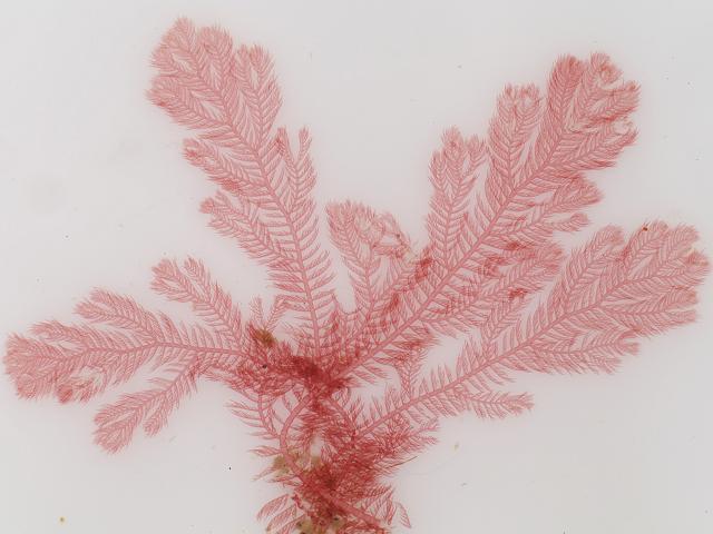 Pterothamnion plumula Bushy Feather Weed Red Seaweed Images