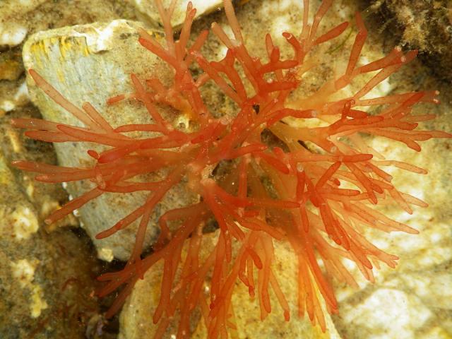 Scinaia interrupta Irregular Scinà's Weed Red Seaweed