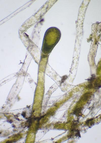 Yellow green algae images xanthophyceae vaucheriales vaucheriaceae UK