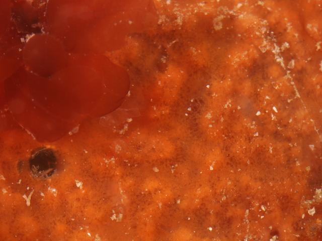 Phorbas plumosus hymedesmiidae hymedesmiid sponge porifera images