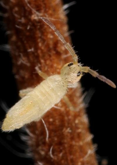 Marine and coastal springtails collembola arthropod images UK