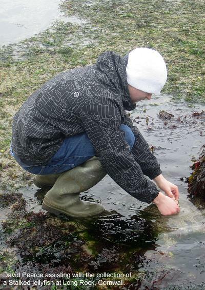 Collection collecting examination recording Stauromedusae species uk