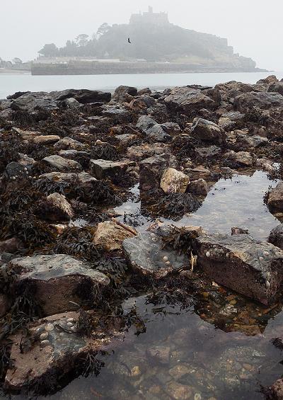 Stauromedusae Site profile Great Hogus reef Marazion Cornwall National Trust uk