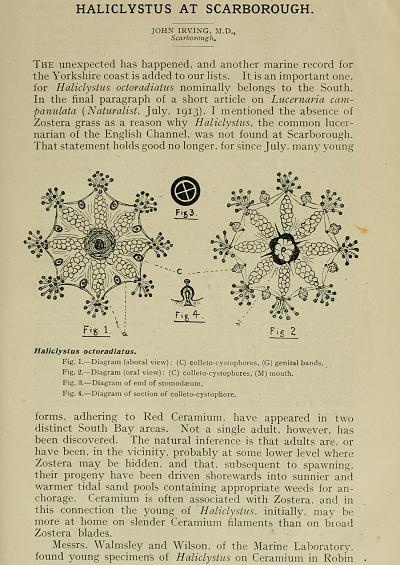 Haliclystus Scarborough John Irving Naturalist 1913 Image