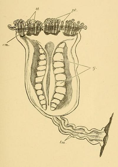 Depastrum cyathiforme Russell 1904 Plate Image