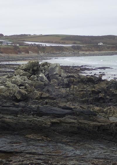 Stauromedusae Site profile for Top Tieb Marazion Cornwall uk