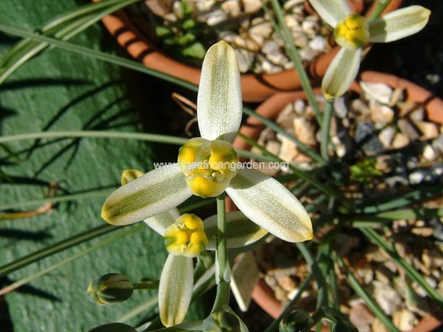 Albuca species G L 171 Albuca Images