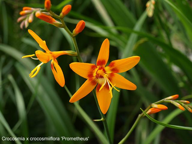 Crocosmia Title Image