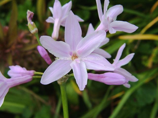 Tulbaghia violacea Peppermint Garlic Society Garlic Images