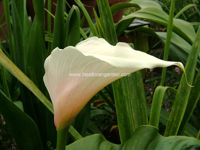 Zantedeschia pink mist Zantedeschia Arum Images